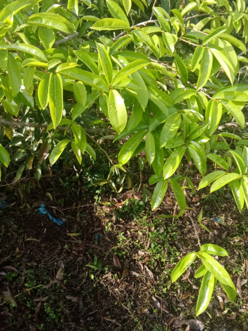 Vía Girón, Bucaramanga, Santander, Colombia 3